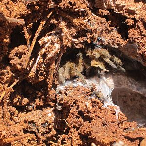 Tarantula Namibia