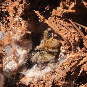 Tarantula Namibia