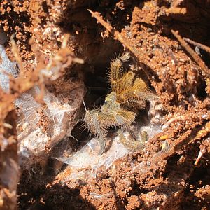 Tarantula Namibia