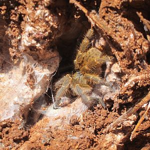 Tarantula Namibia