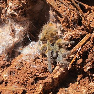 Tarantula Namibia