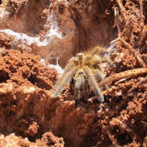 Tarantula Namibia