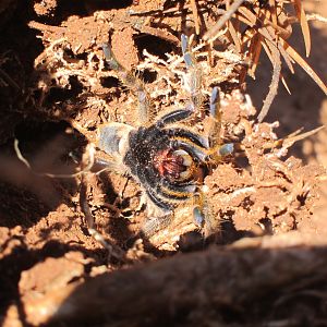 Tarantula Namibia