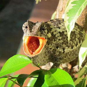 Chameleon Namibia