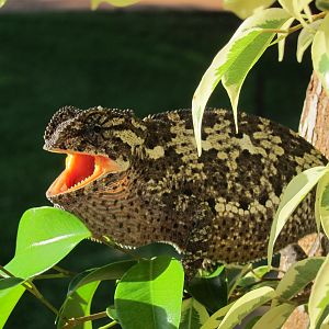 Chameleon Namibia