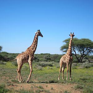 Giraffe Namibia