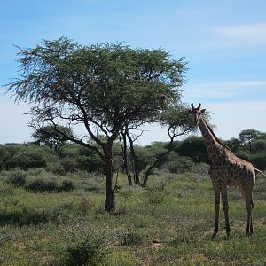 Giraffe Namibia