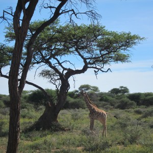 Giraffe Namibia