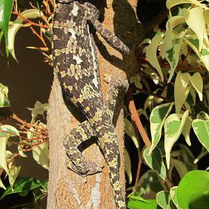 Chameleon Namibia