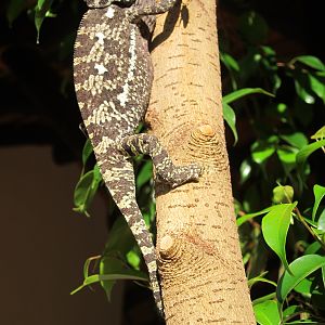 Chameleon Namibia