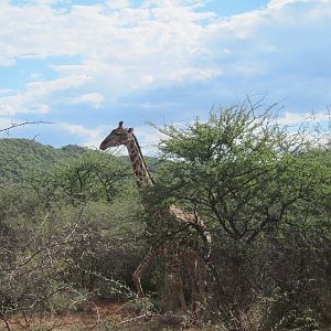 Giraffe Namibia