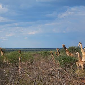 Giraffe Namibia