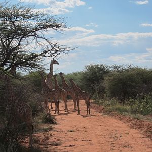 Giraffe Namibia