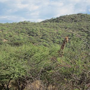 Giraffe Namibia