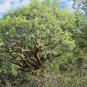 Namibia