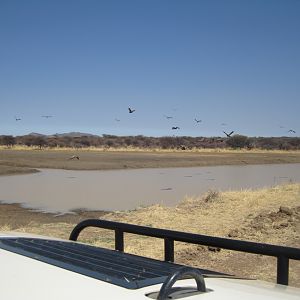 Vultures Namibia