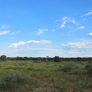 Giraffe Namibia