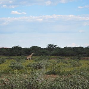 Giraffe Namibia