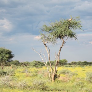 Vulture Namibia