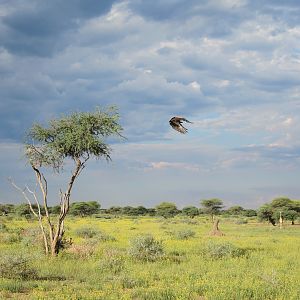 Vulture Namibia