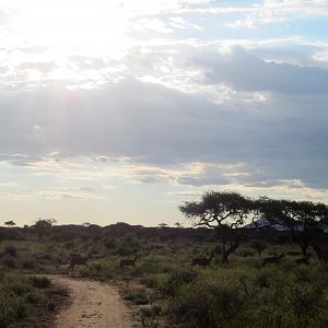 Kudu Namibia