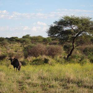 Blue Wildebeest Namibia