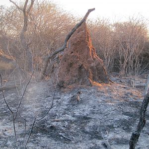 Controlled Bush Fire Namibia