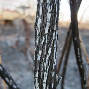 Controlled Bush Fire Namibia