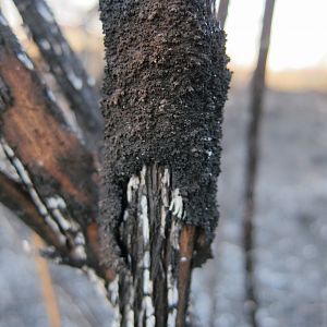 Controlled Bush Fire Namibia