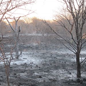 Controlled Bush Fire Namibia