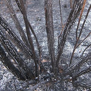 Controlled Bush Fire Namibia