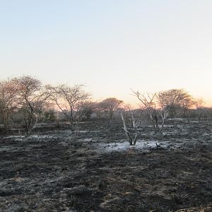 Controlled Bush Fire Namibia