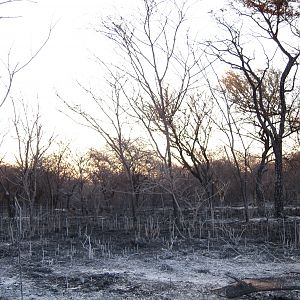 Controlled Bush Fire Namibia