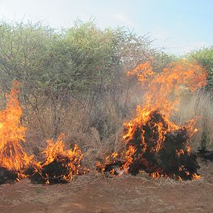 Controlled Bush Fire Namibia