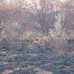 Controlled Bush Fire Namibia