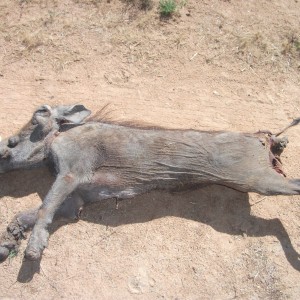 Warthog Namibia