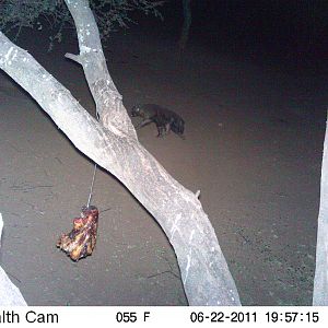 Brown Hyena Namibia