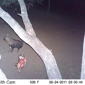 Brown Hyena Namibia