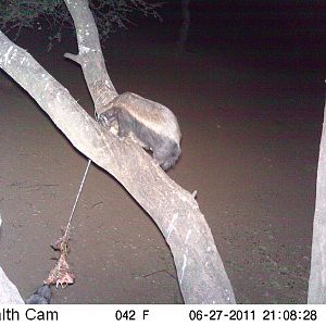 Brown Hyena Namibia