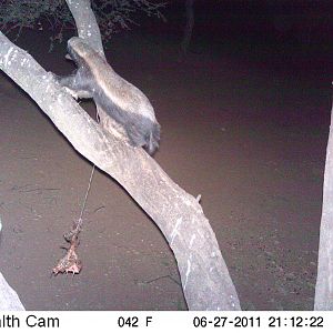 Brown Hyena Namibia