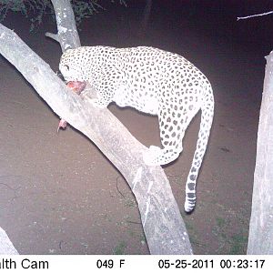 Leopard Namibia