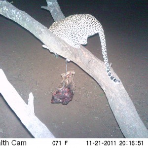 Leopard Namibia