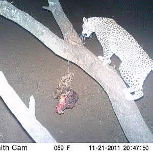 Leopard Namibia