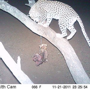 Leopard Namibia