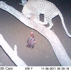 Leopard Namibia