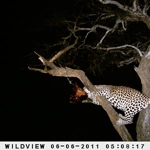 Leopard Namibia