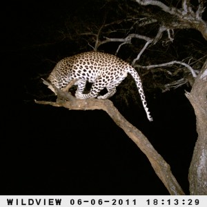 Leopard Namibia