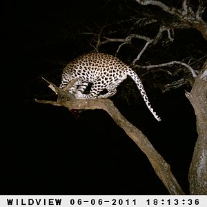 Leopard Namibia