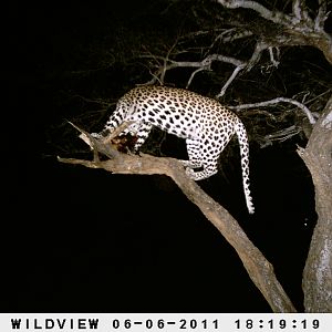 Leopard Namibia