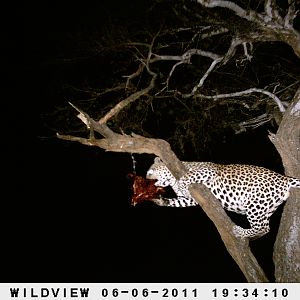 Leopard Namibia